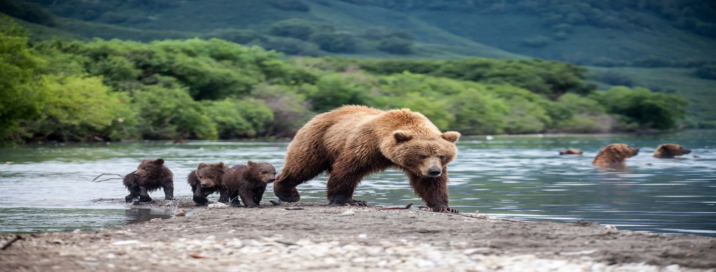 Image for Diverse Wildlife